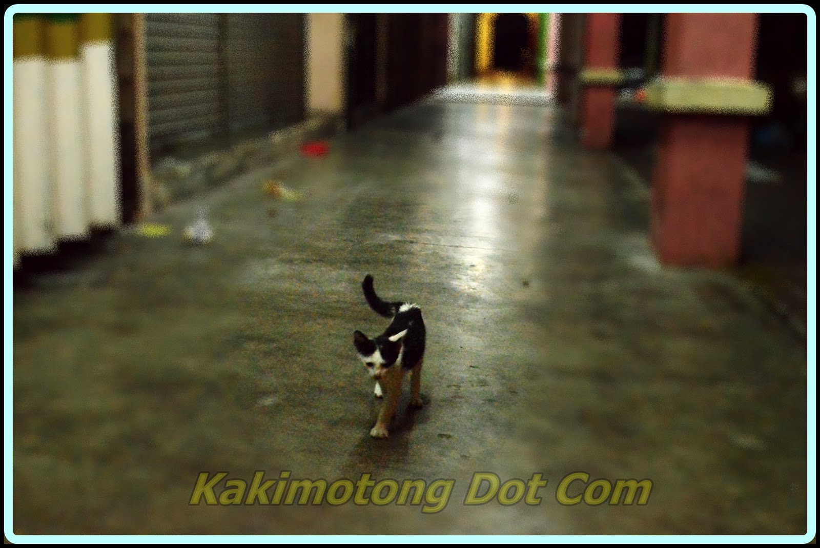 Al Kisah Si Motet, Vaksin Kucing, Ubat Cacing, Kucing Mata 