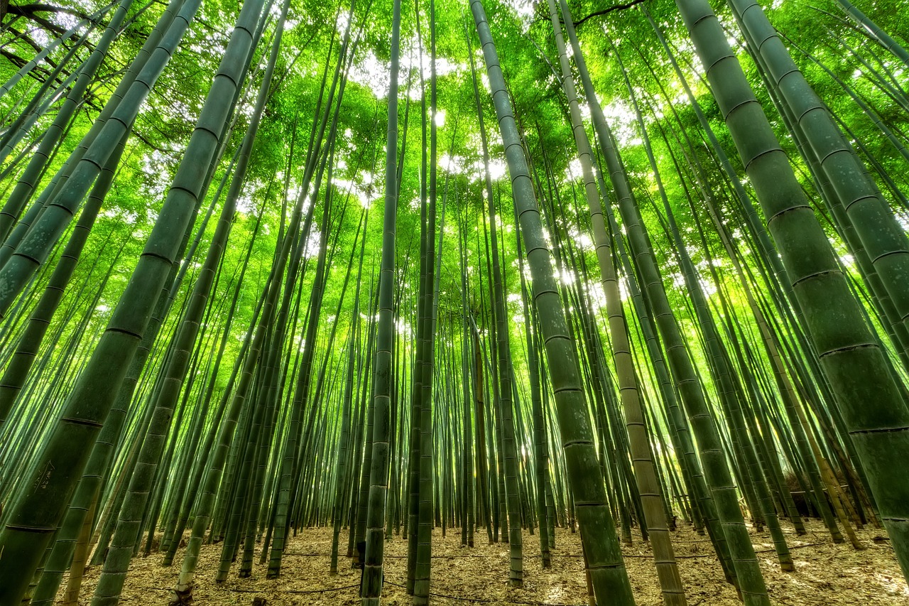 hutan bambu