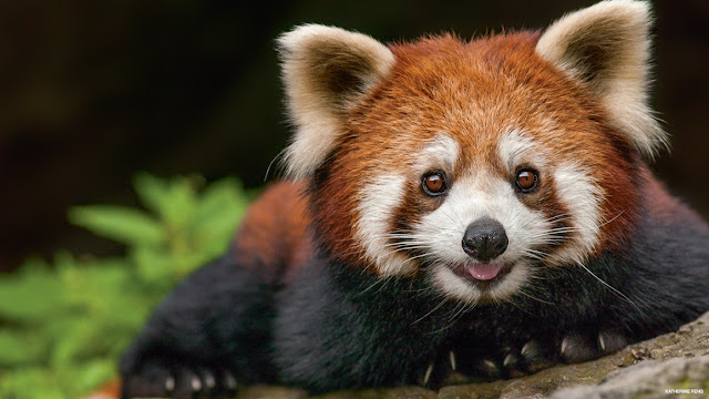 Red Panda - Panda Rojo