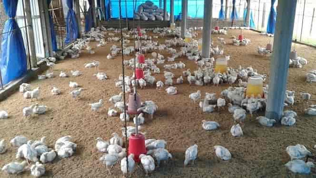 Chicken farming