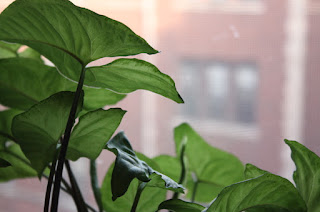 green ivy outlines the window frame sweeping from the upper left downward and across the bottom of the picture frame; the outside courtyard is blurred