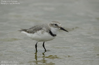 chorlito piquivuelto Anarhynchus frontalis