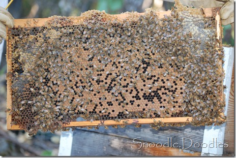 Beekeepers 09-11 014