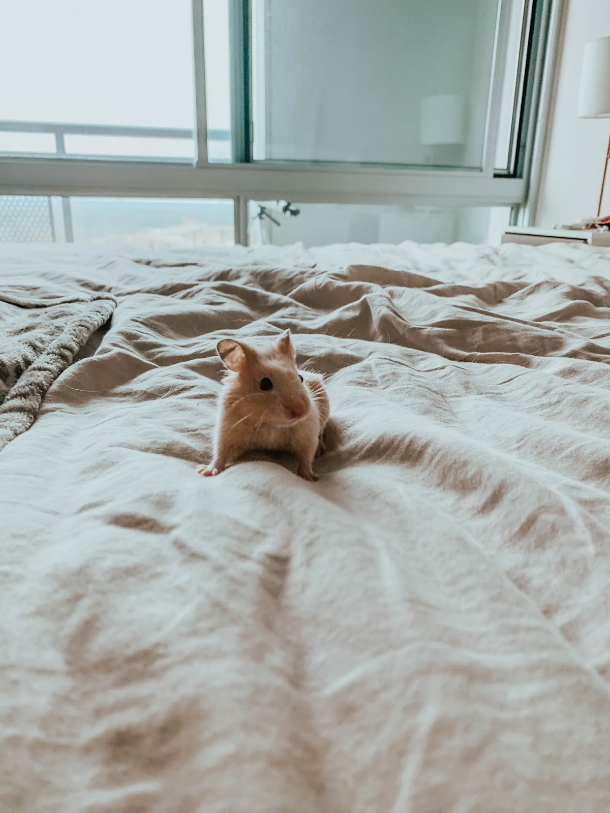 I GOT A HAMSTER! & Other Things I'm Doing During Quarantine