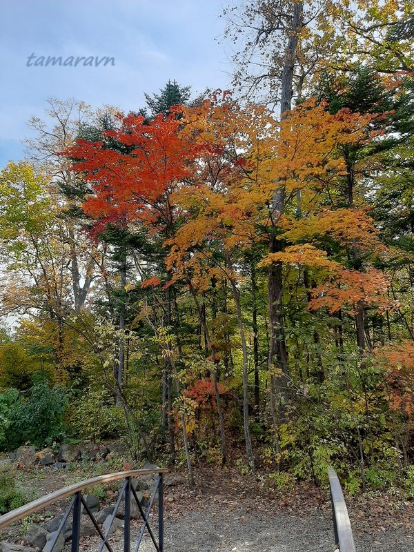 Клён ложнозибольдов (Acer pseudosieboldianum)