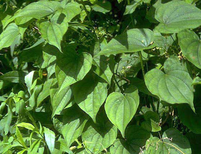 Wild yam / Dioscorea villosa