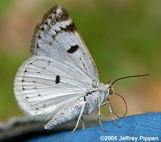 butterfly nope this is a moth when i found this browsin