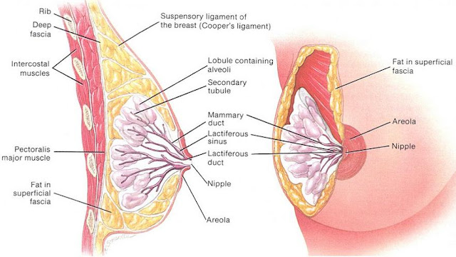 Anatomi Payudara Wanita
