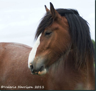 15-cart-horse