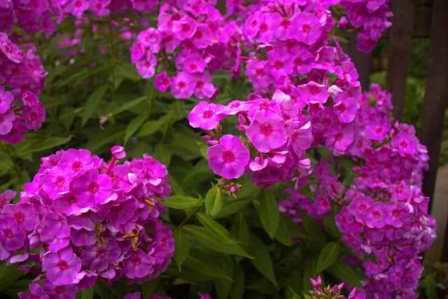 Phlox Paniculata Garden Phlox Care: Planting and Pruning