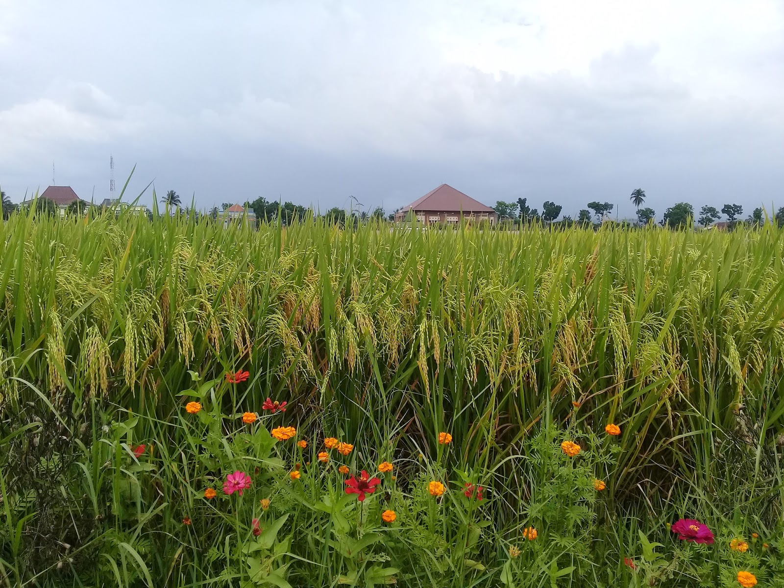 Padi Varietas Unggul M400 Panen Perdana di Kabupaten 