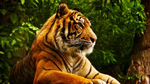 Tiger photo