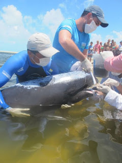 Após o tratamento, os golfinhos foram levados de volta ao mar