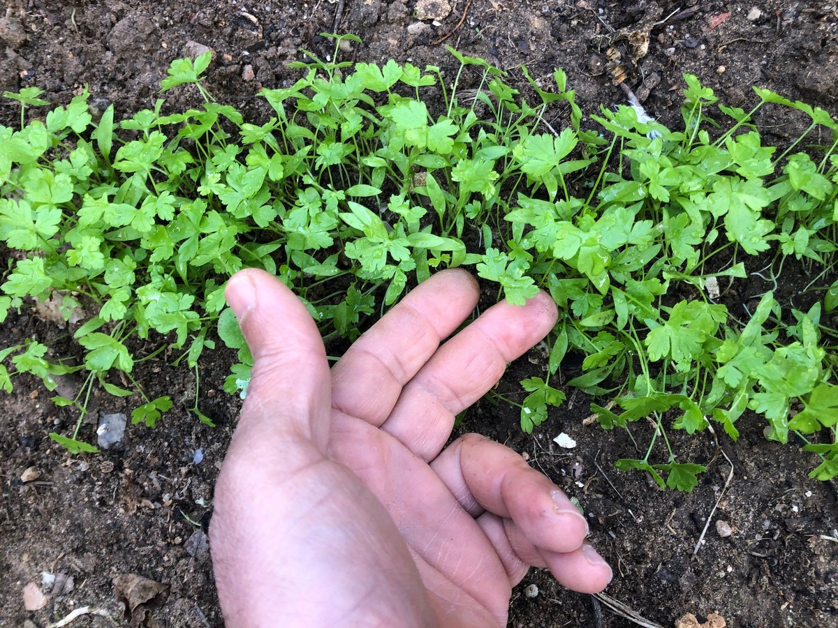 Parsley seedlings develop distinct leaf shapes, and the first true leaves emerge.