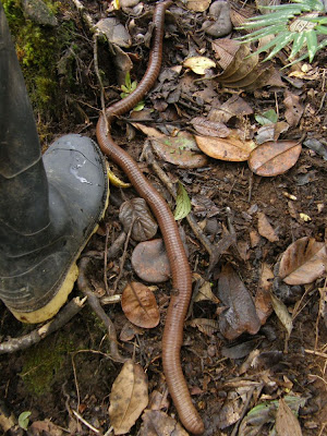 Largest Earthworm