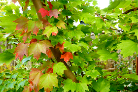 maple, maple tree, red, green, Jimmy's maple, Jimmy's maple tree, garden