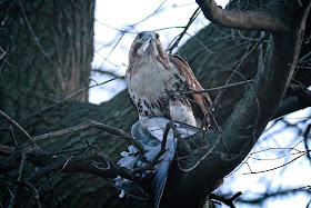 Immature red-tailed hawk with a pigeon feather in its beak.