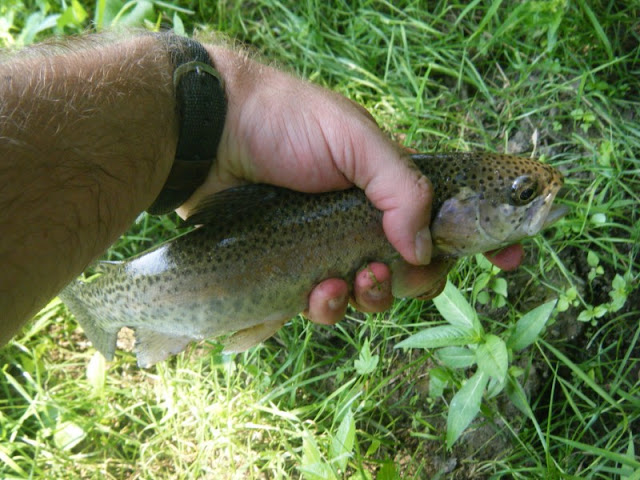 Quittie Creek PA Rainbow Trout