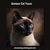 Siamese Cat Types With Pictures, History And Complete Guide