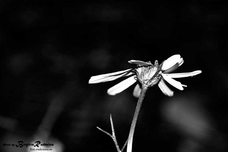 bw_20111117_baldersbra1