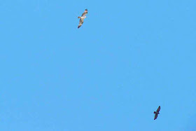 End of Crow vs Osprey flight