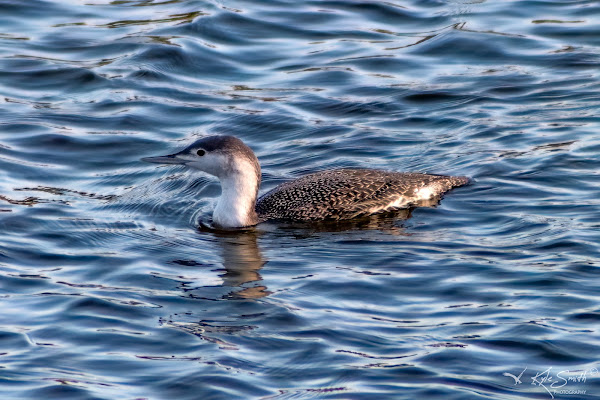 Red-throated diver