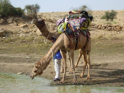 Second Voyage en Inde: Autres Photos du Safari dans le Desert