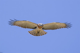 culebrera-europea-circaetus-gallicus-planeando-