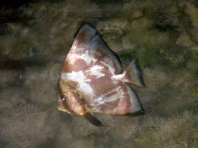 Batfish (Family Ephippidae)