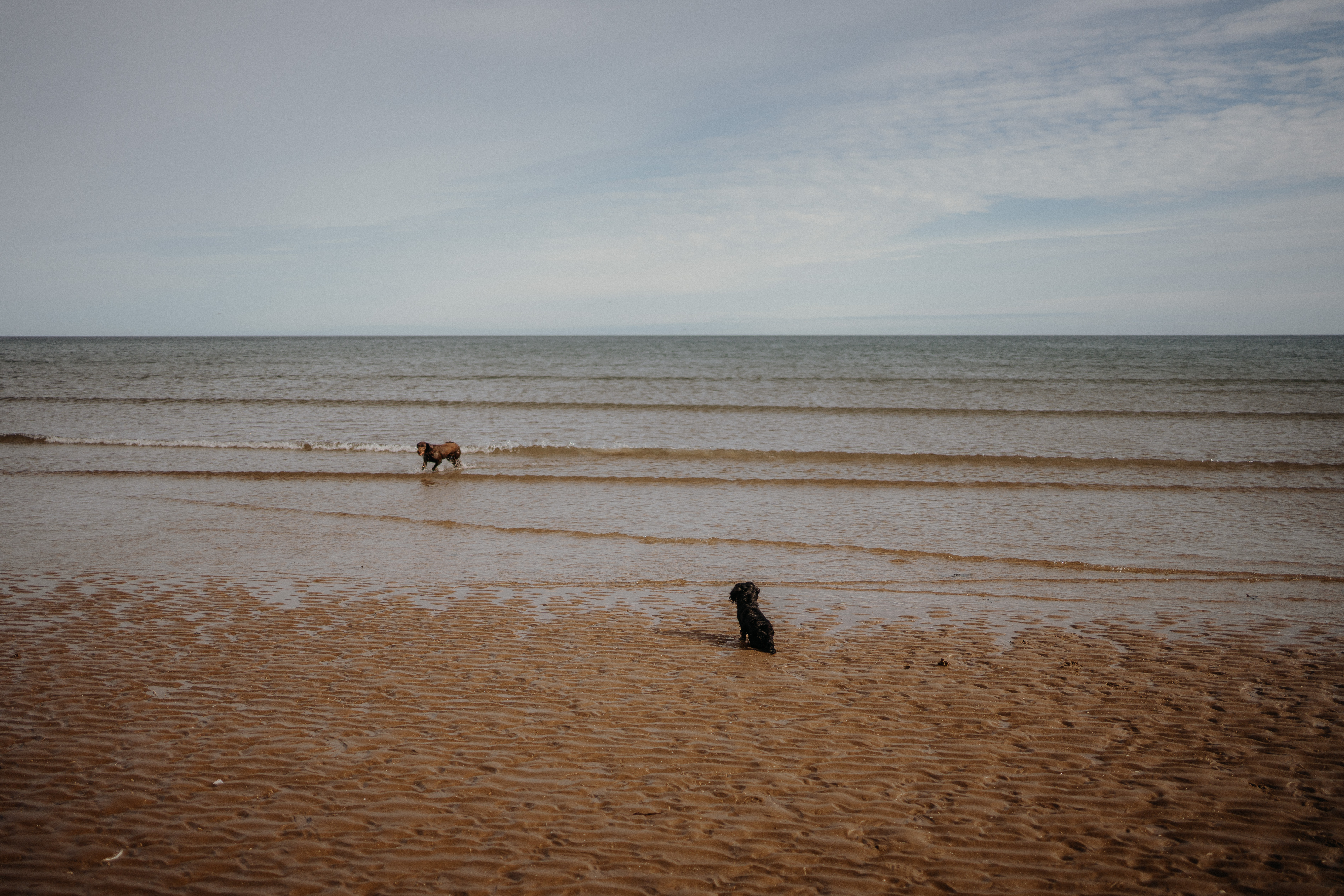 beach walk st andrews west sands liquid grain