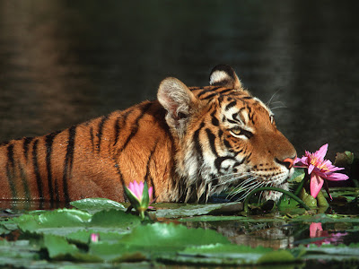 Bengal Tiger Wallpaper for Desktop