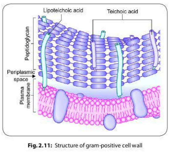 Gram positive cell wall structure