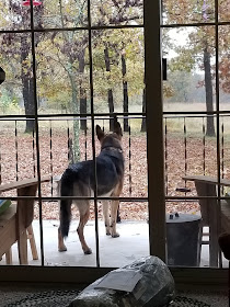 German Shepard dog seen through window standing on porch facing away