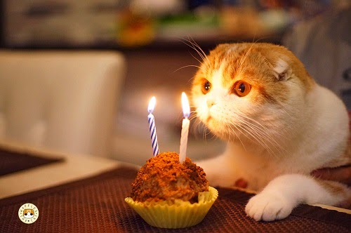 Carte De Joyeux Anniversaire Avec Le Chat Photographie Stock