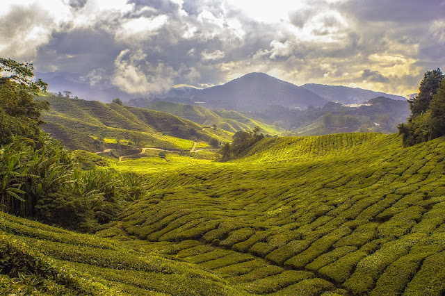 Top10 largest Agriculture Producing India Tea