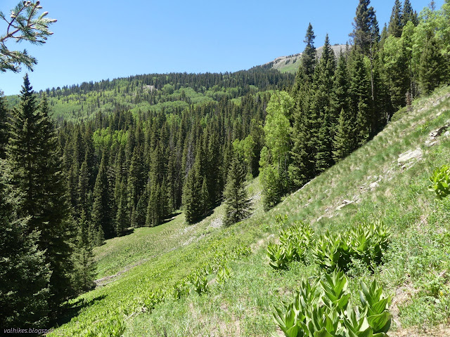 19: meadow and alders and pines