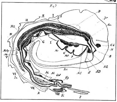 digestive system diagram labeled. frog digestive system diagram