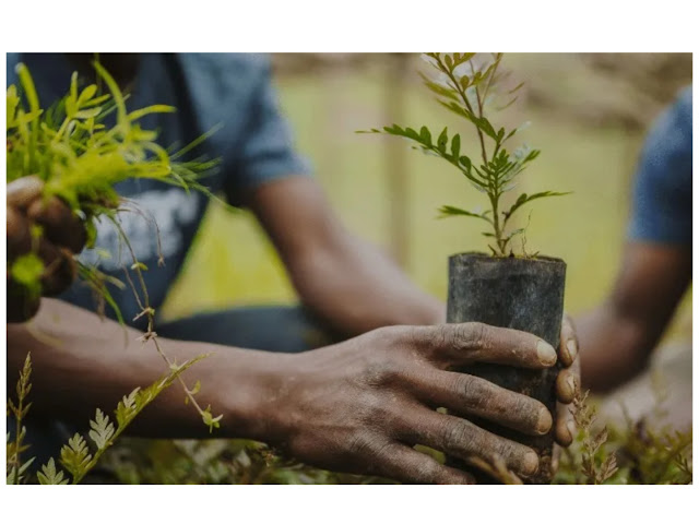 Environmental experts suggest law mandating planting of trees for landlords