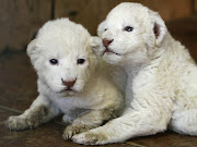 Baby White Lion Pictures . 2013 Wallpaper