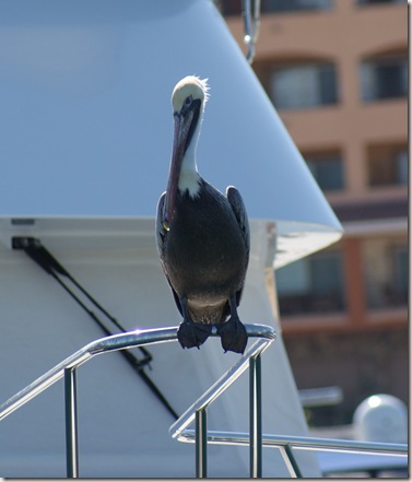 BrownPelican_Harbor