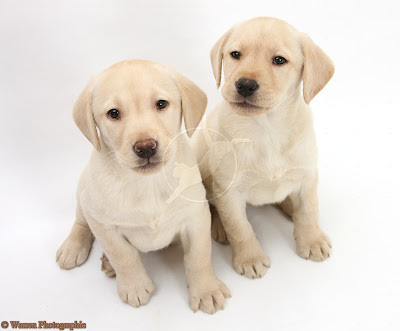 Cute Labrador Puppies and Dogs 4