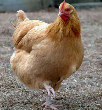 Baru 39+ Gambar Daging Ayam