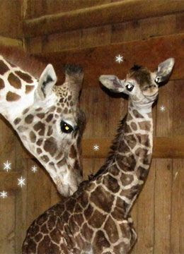 Giraffe Baby Noel Safari West