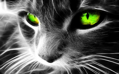 colour of cats eyes 