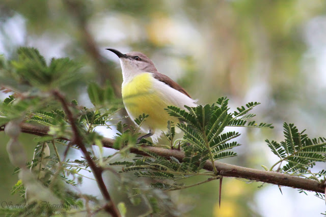 A female Purple Sunbird