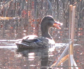 Mallards