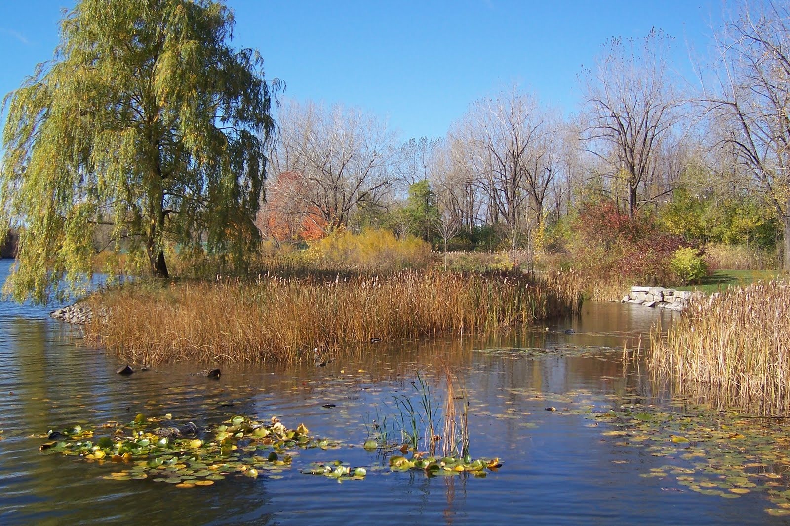 Parc Angrignon (10/2007 © gelisa)