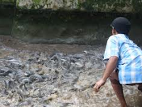 Mengejutkan, Setelah di Hitung, Ternyata Ternak Ikan Lele Menggiurkan Banget Yah,, 