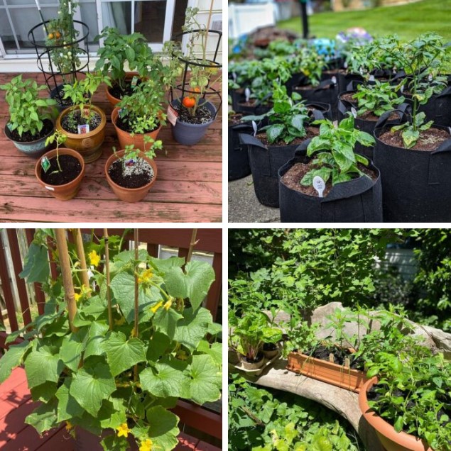 growing herbs and vegetables in containers