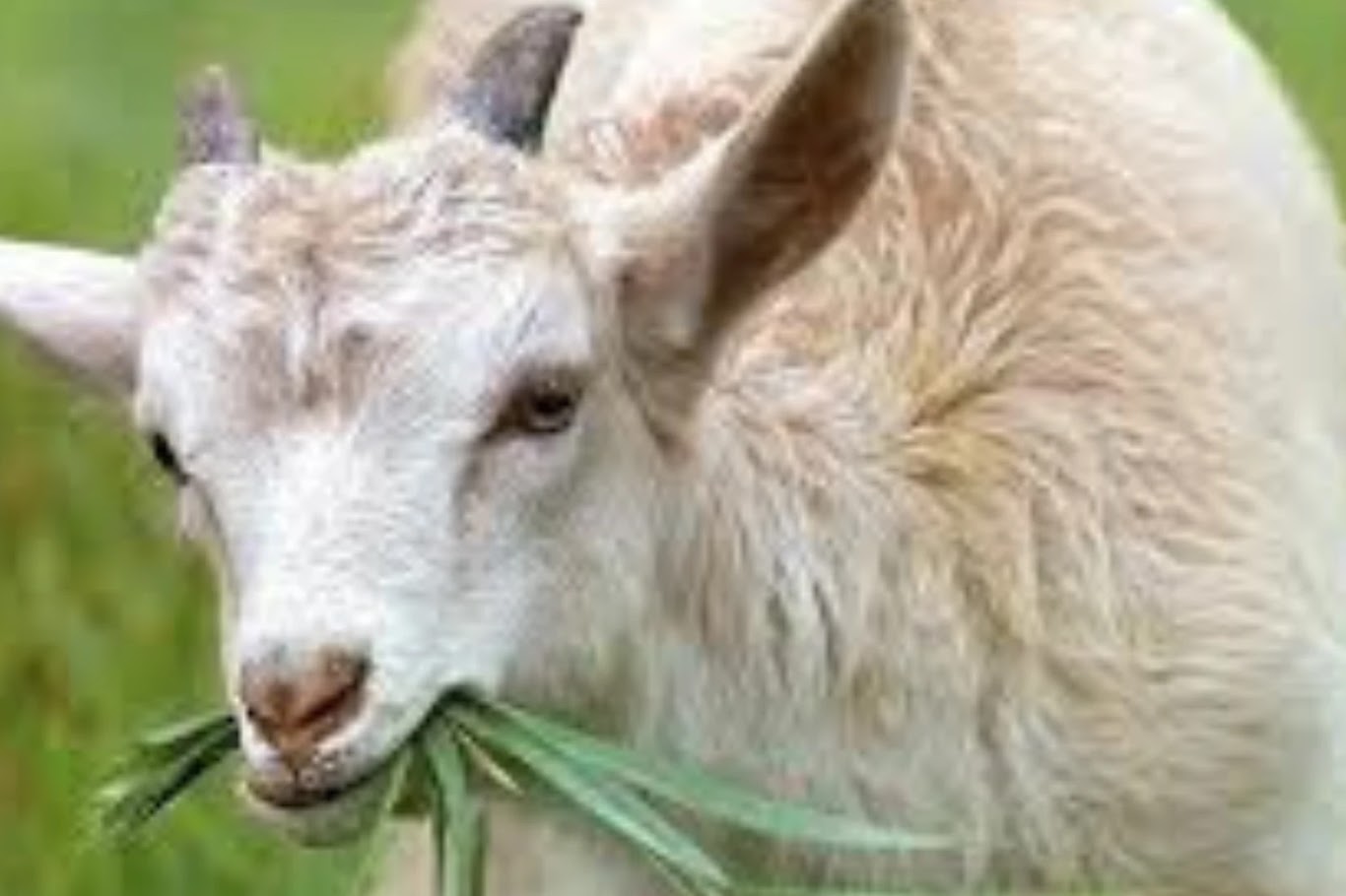Ternak Kambing: Peluang Usaha yang Menjanjikan